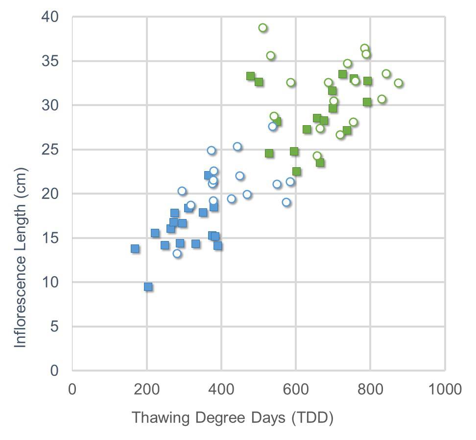 graph of Carex height versus TDD